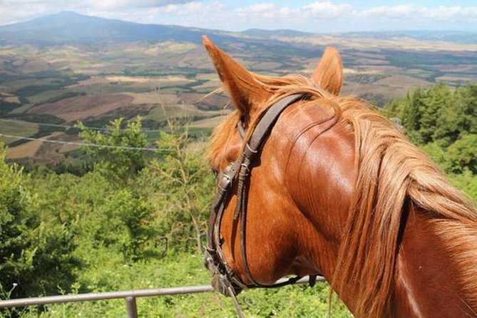 Wine tasting and horseback riding in Montepulciano, in Tuscany from Rome - Key points to know before booking