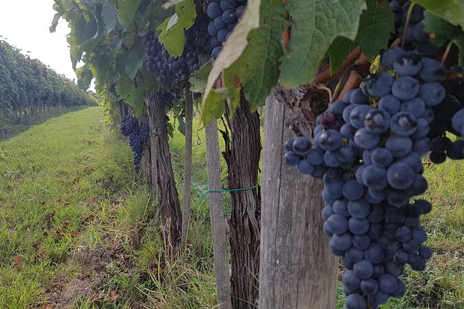 Wine tasting and horseback riding in Montepulciano, in Tuscany from Rome - Alfredo’s winery visit and cellar tasting