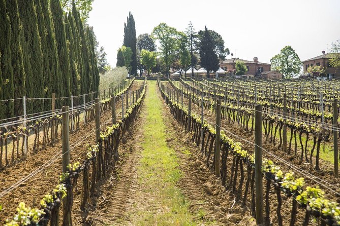 Wine tasting and horseback riding in Montepulciano, in Tuscany from Rome - Understanding the $503.56 price