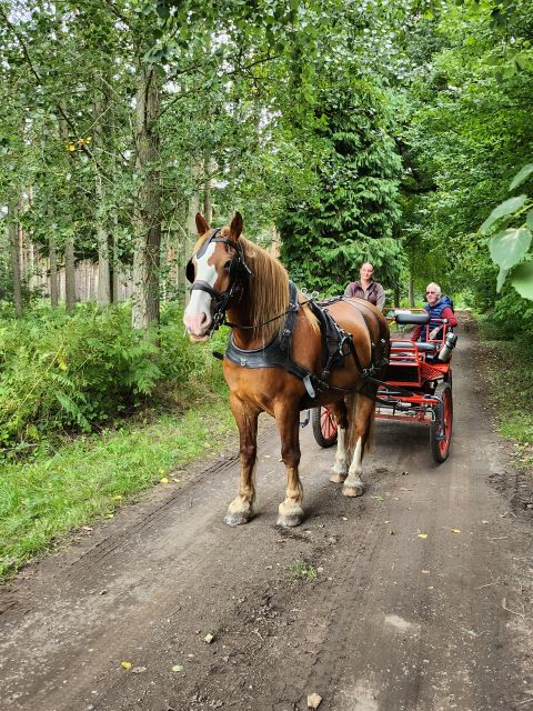 York: Horse Drawn Carriage Ride Around the Countryside York - Riding through private woodland and country lanes