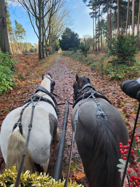 York: Horse Drawn Carriage Ride Around the Countryside York - Should you book the Skipwith carriage ride?