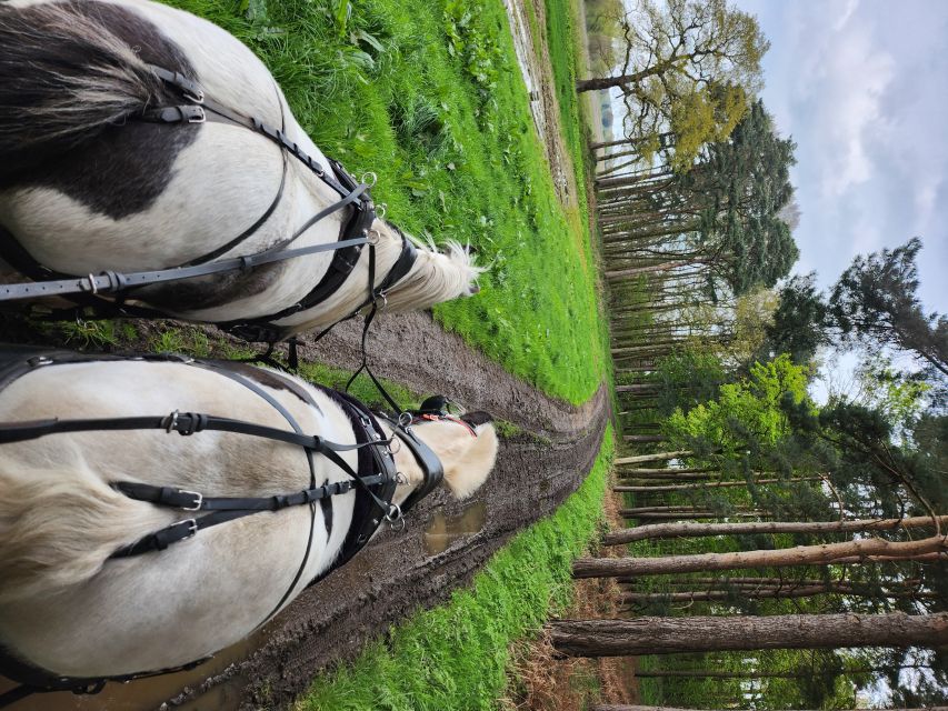 York: Horse Drawn Carriage ride & Cream Tea - Key points at a glance
