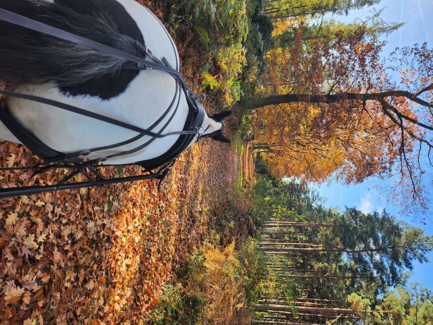York: Horse Drawn Carriage ride & Cream Tea - Horses, countryside, and the personal touch